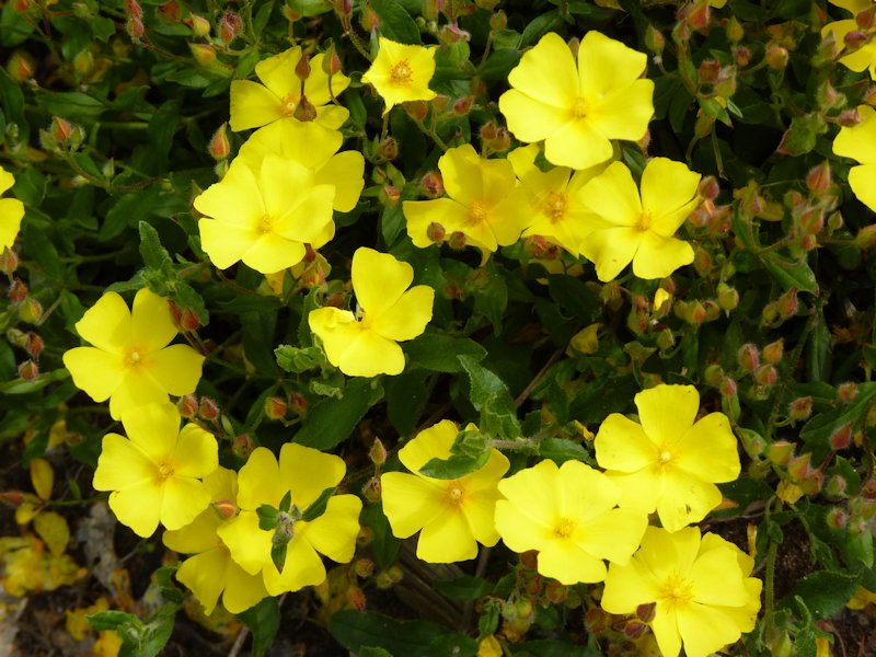 Halimium alyssoides photo
